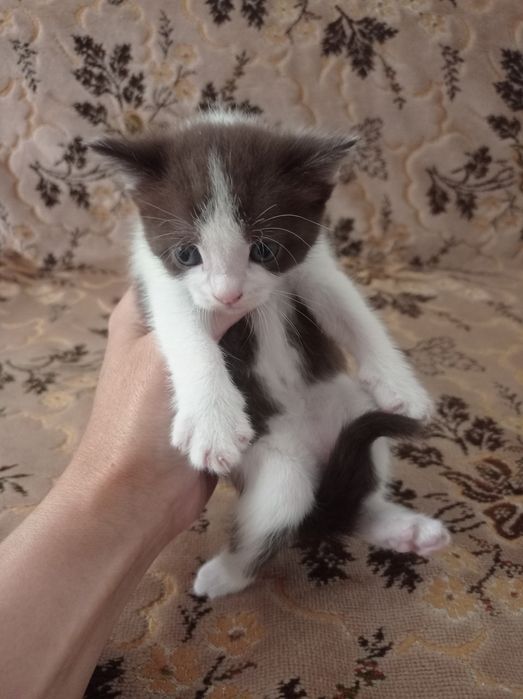 Отдам котят в добрые руки