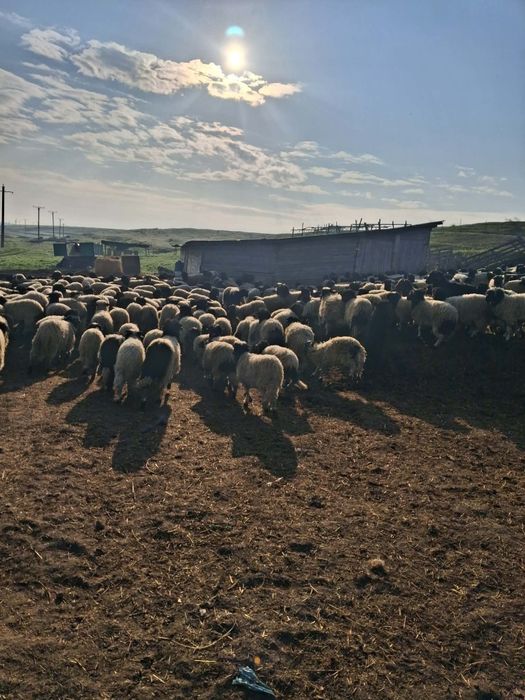 Vând miei. Lot 700 de miei
