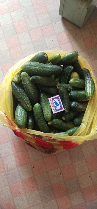 Продам огурцы с дач Спутник