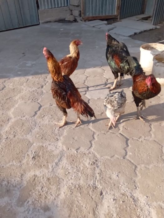 продам кур, уток