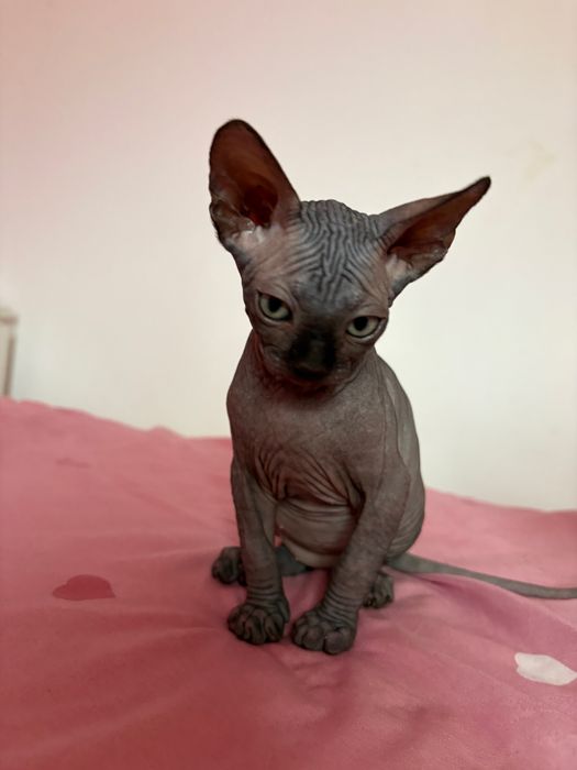 Pui Sphynx cu Pedigree
