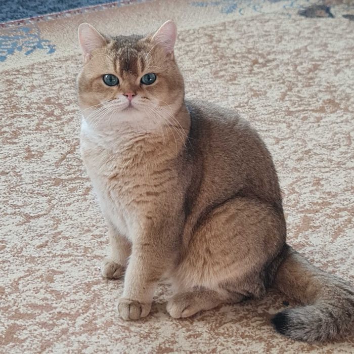 Британский короткошерстный мальчик