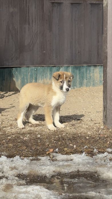 Отдам щенка в хорошие руки