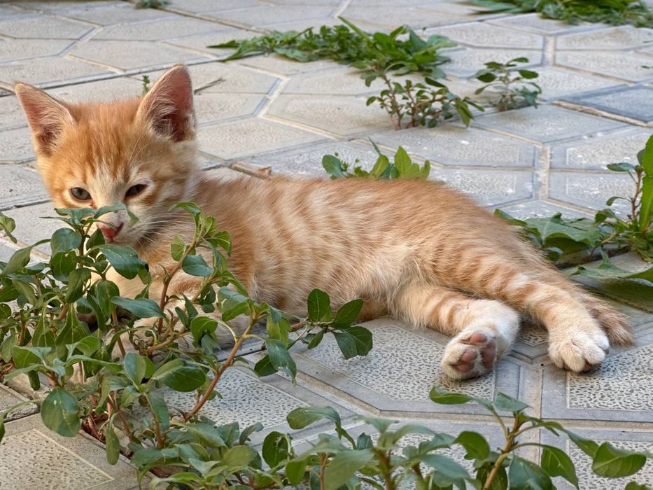 Отдаю котят в добрые и ответственные руки
