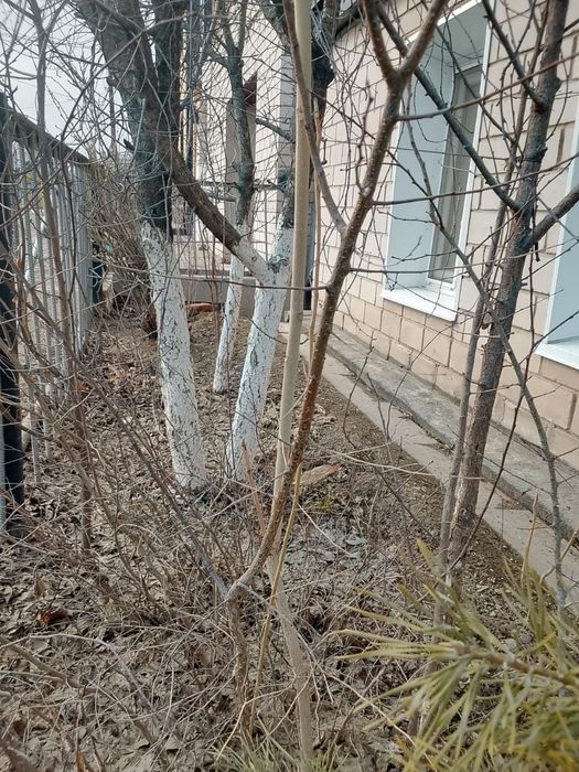 Продам саженцы абрикоса и сосну