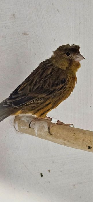 Канарейка сотилади.