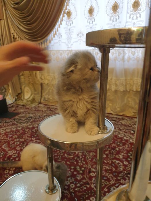 Toza zotli mushuk bolalari