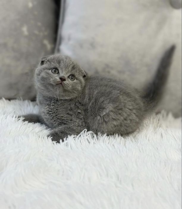 Шотландские котята Скоттиш Фолд