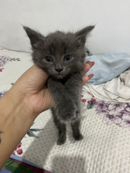 Отдам котёнка в добрые руки