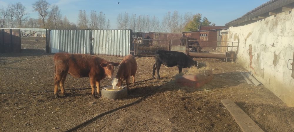 Продам телят с этого года