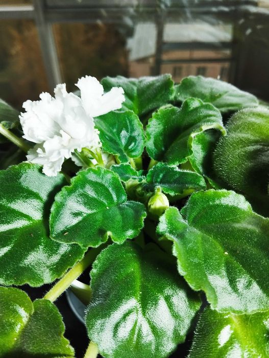 Фиалкочка махровая