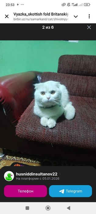 Sotiladi zotli mushuk.skottish fold.o'gil bola