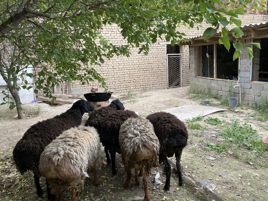 qo’y sotiladi qurbonlik uchun