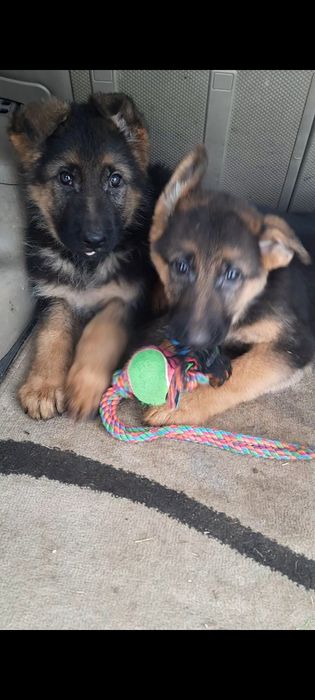 Немецкая овчарка