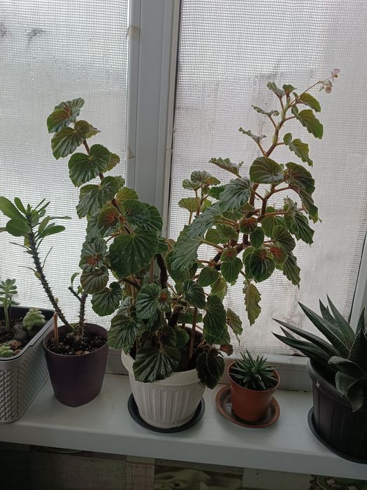 Комнатные растения Бегония