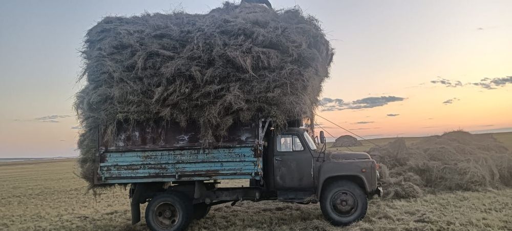 Сено продам. Шоп сатамын