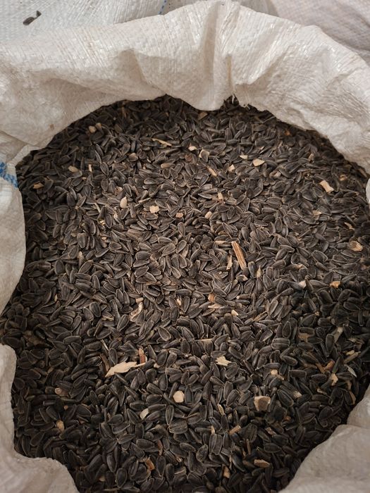 Vând cereale recolta 2025