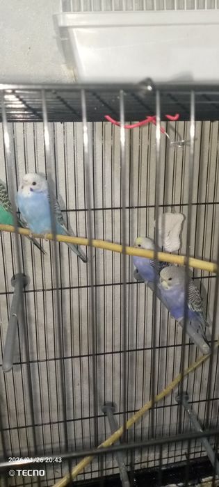 Волнистый попугай!