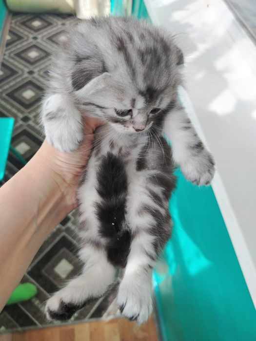 Шотландский котенок