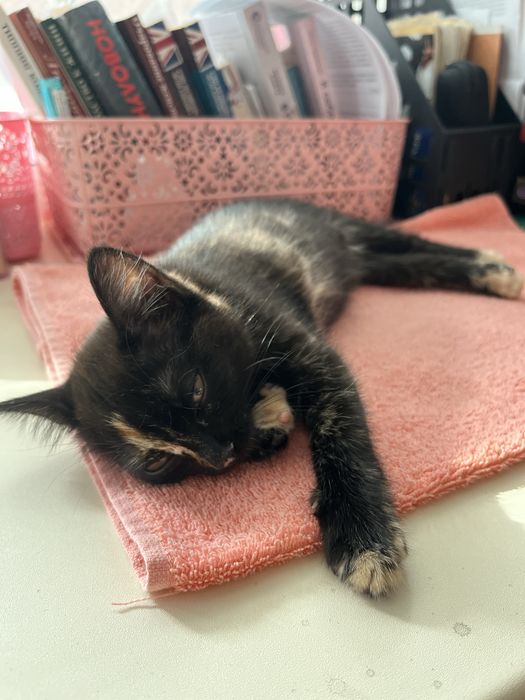 ВЫКИНУЛИ котенка!
