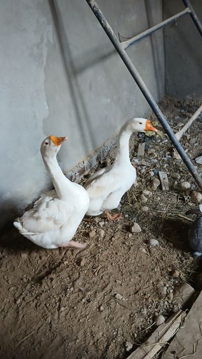 Пара гуси .гоз пара самка и самец