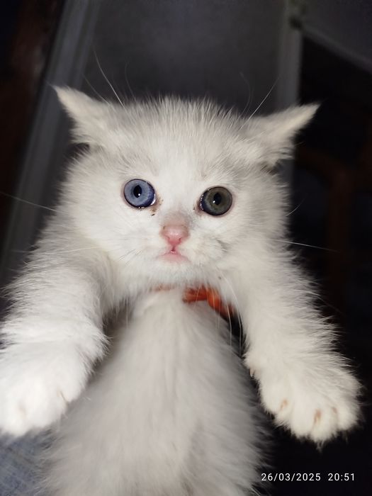 Afrika qabilasi porno