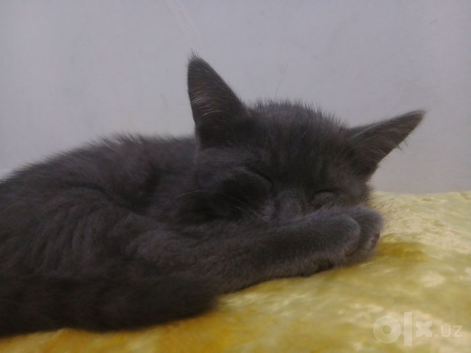 Котик в подарок в добрые руки