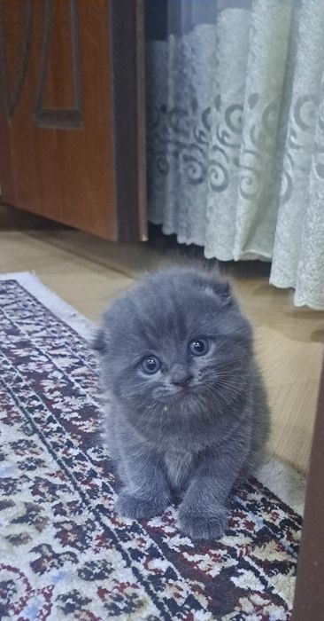 Голубая и Тикированная Шиншилла мальчик и девочка