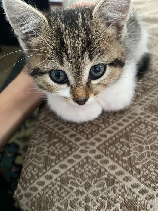 Отдам котенка в добрые руки