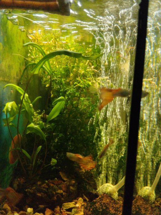 Гуппи леопардовые.