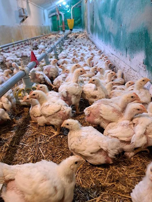 Vand pui de carne, 4 saptamani, peste 1,5 kg media 20 lei