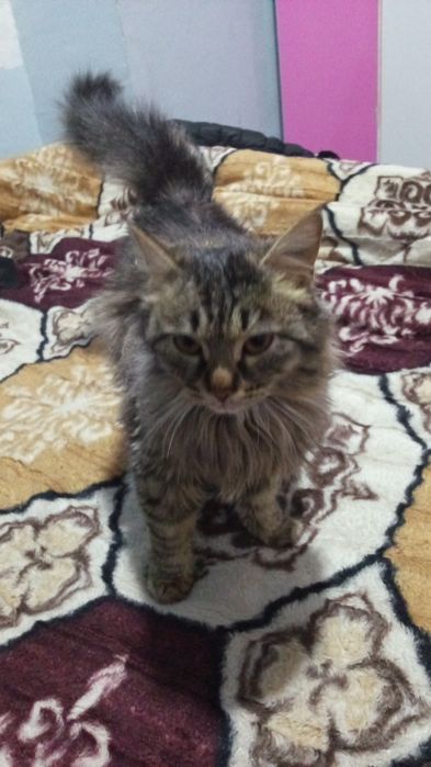 Hayland  zodli mushuk