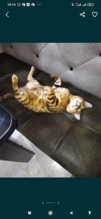 Вязка бенгальского кота