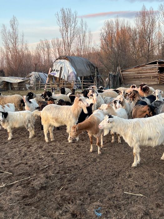 Vând oi, oi cu miei, capre cu iezi