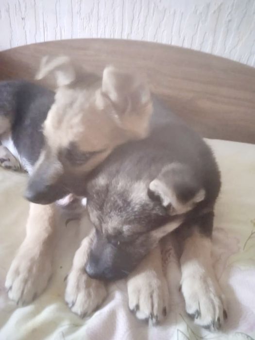 Отдам в добрые руки