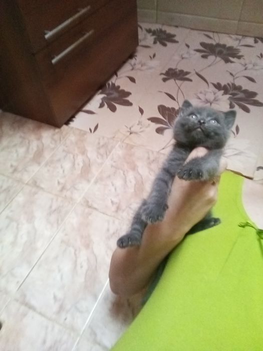 Британский Мальчик 1 месяц 2 недели.