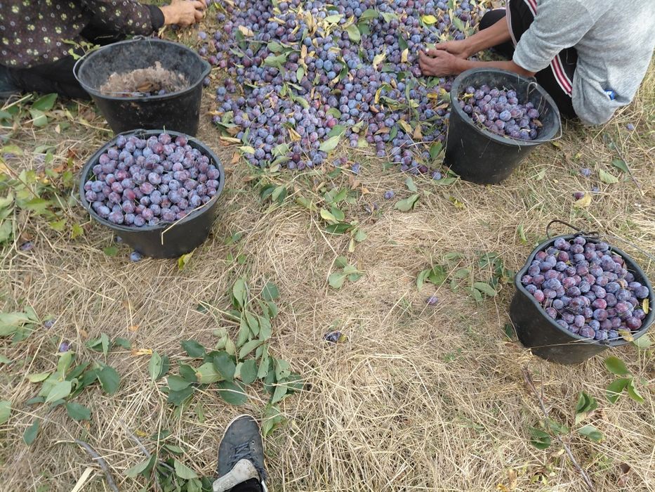 Vând prune pentru tuica