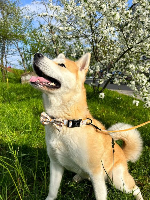 Ofer servicii de plimbat caini