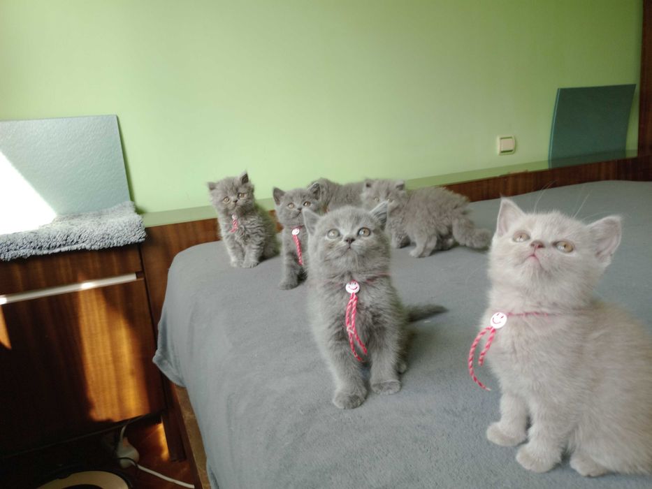 Британски котета