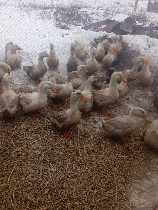 Продам уток молодых