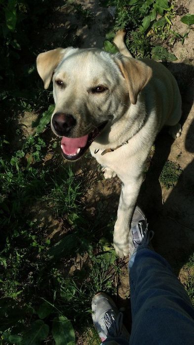 Услуги дрессировщика