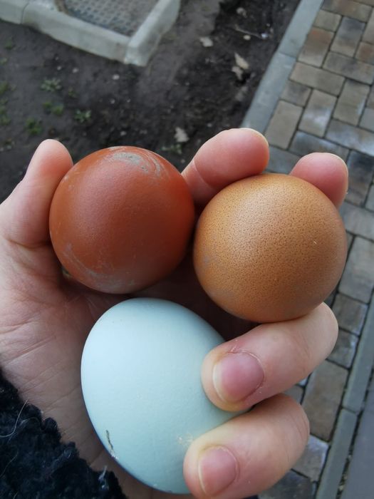 Ouă colorate pentru incubat – 4 lei/buc – doar Brașov