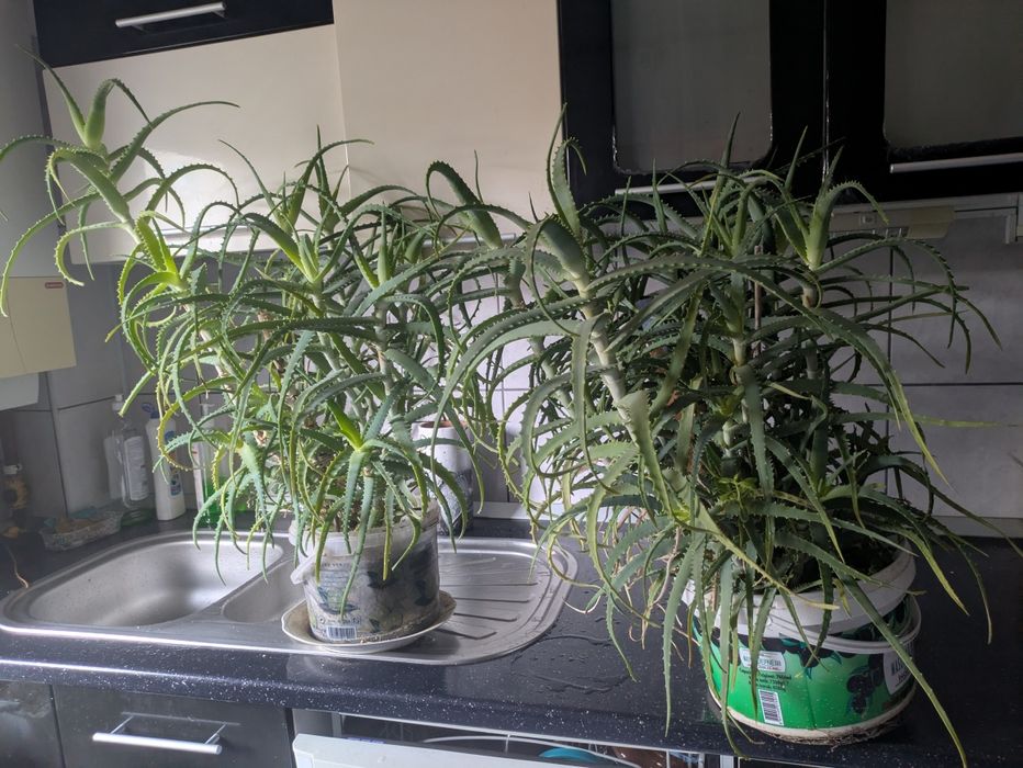 Aloe planta medicinala