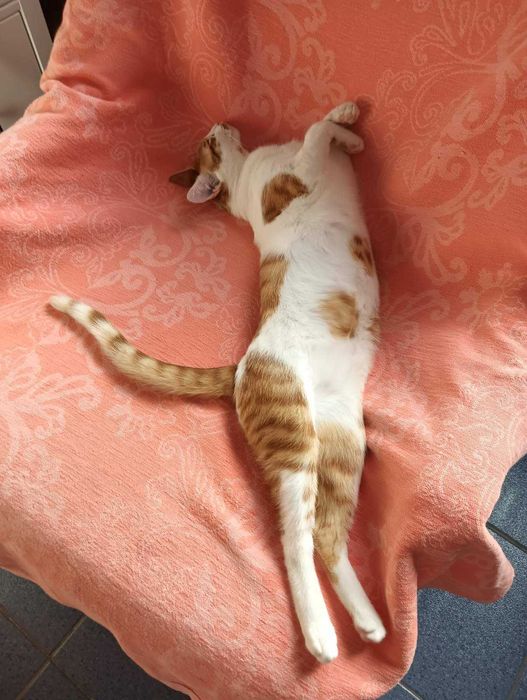 Търсим отговорни стопани за Лъки - гальовен добродушко