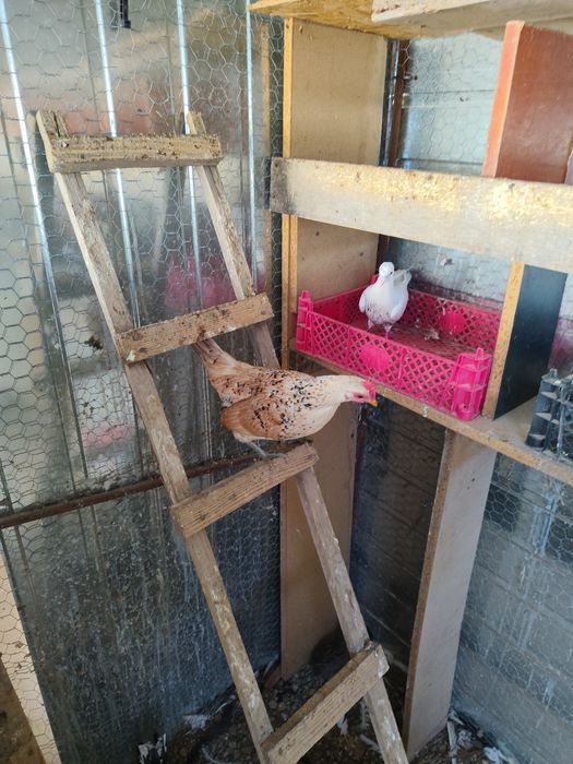 Gainuse pitici și cocoșei moțat olandez