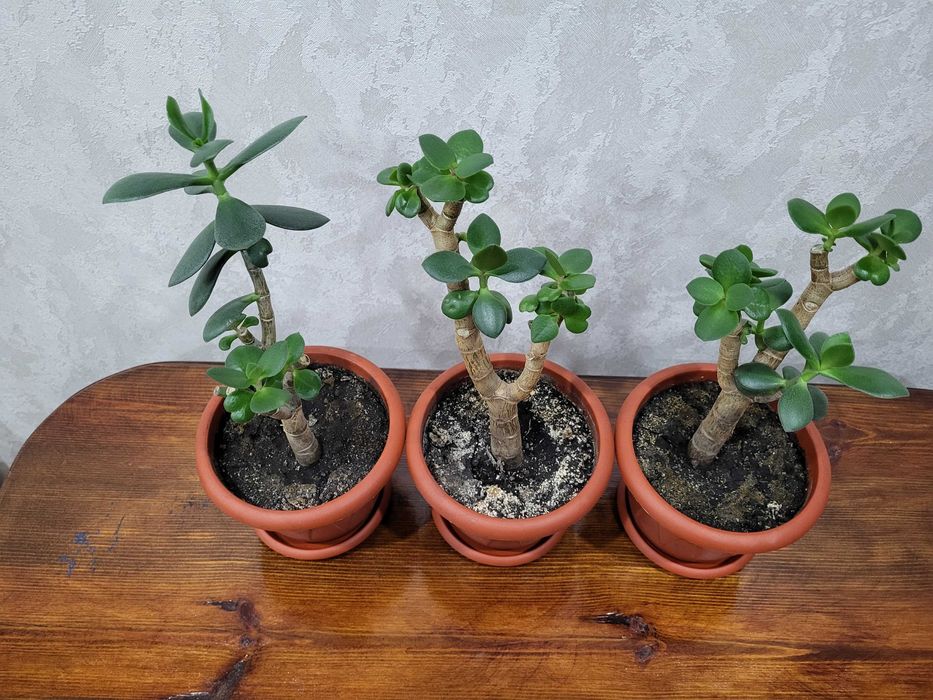 Продаю толстянку/денежное дерево