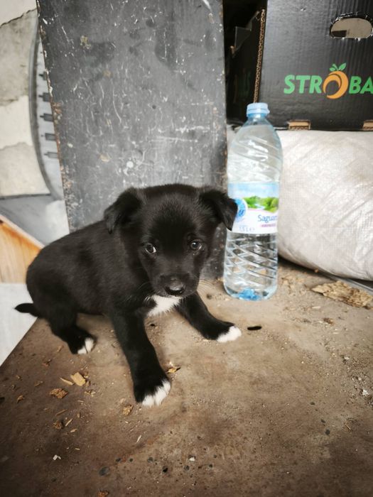 Подарявам кученца