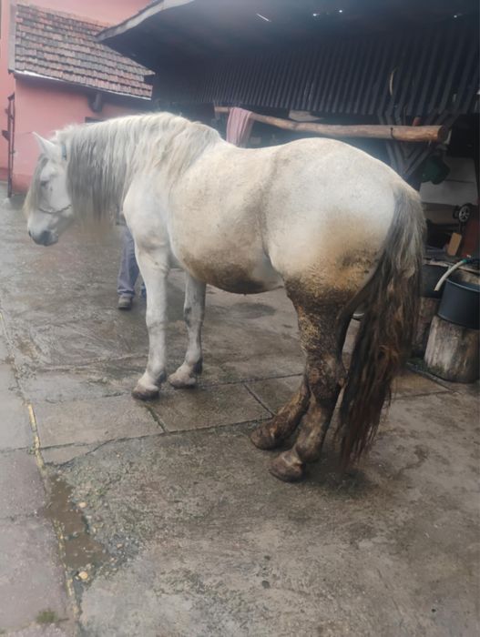 Cal de vanzare în judetul Sibiu