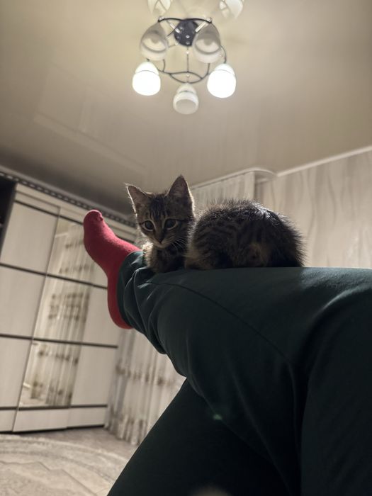 Отдам котенка в добрые руки
