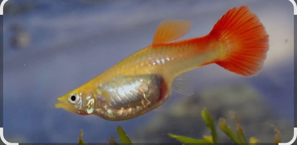 Продам акватиумых рыбок гуппи